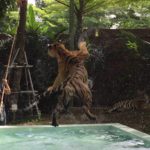 2017年6月プーケット４日目